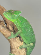 Load image into Gallery viewer, FEMALE Veiled Chameleon (E4)