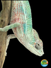 Load image into Gallery viewer, AMBILOBE Panther Chameleon: (E36)