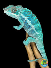 Load image into Gallery viewer, AMBANJA Panther Chameleon: (E21)
