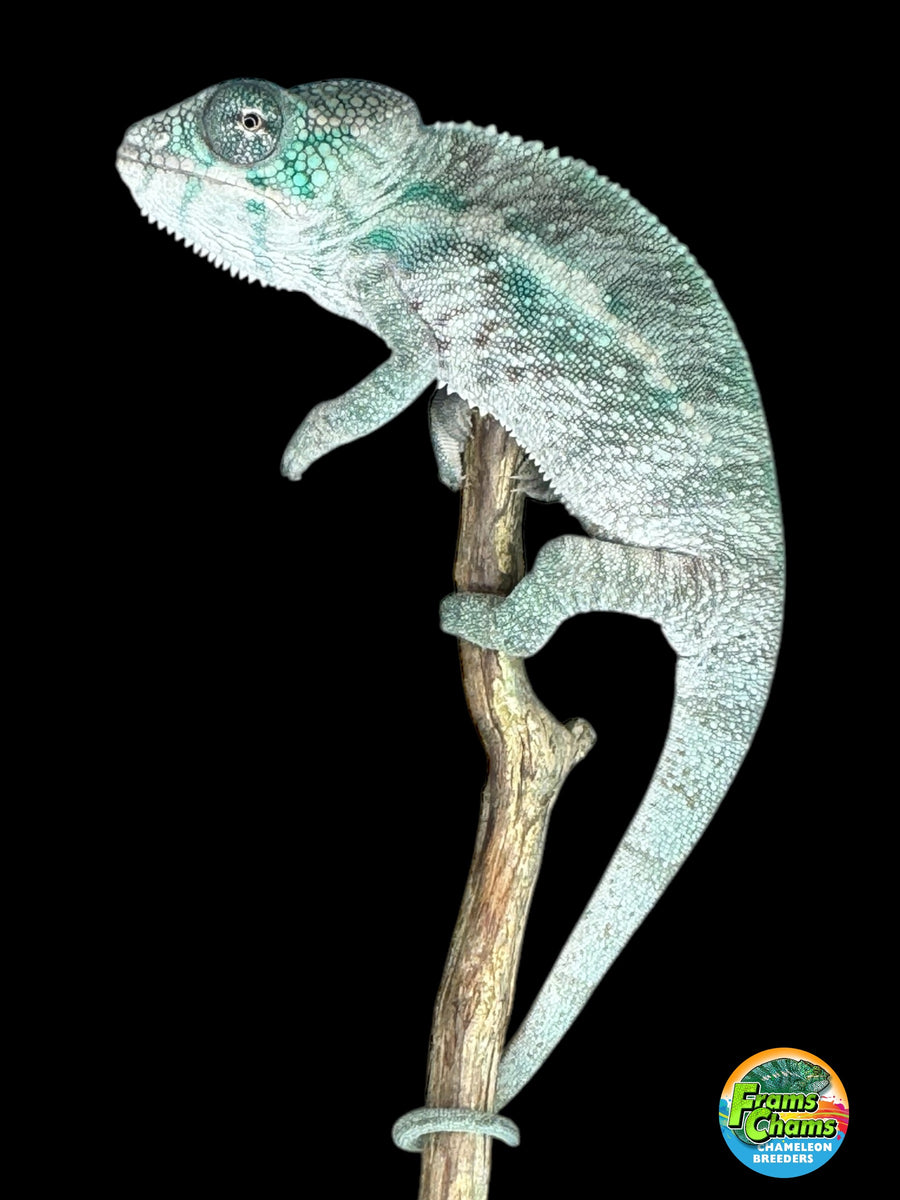 Designer Panther Chameleon: (E16) – FramsChams Panther