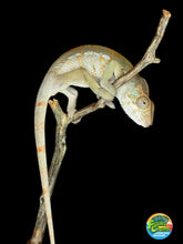 Load image into Gallery viewer, AMBILOBE FEMALE Panther Chameleon: 🚺 (E6)