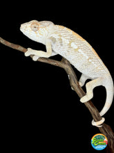 Load image into Gallery viewer, AMBILOBE FEMALE Panther Chameleon: 🚺 (E18)
