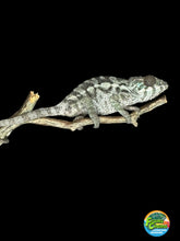 Load image into Gallery viewer, SAMBAVA FEMALE Panther Chameleon: 🚺 (S10)