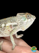 Load image into Gallery viewer, SAMBAVA Panther Chameleon: (E5)