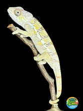 Load image into Gallery viewer, SAMBAVA Panther Chameleon: (E17)