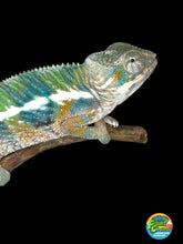 Load image into Gallery viewer, AMBILOBE Panther Chameleon: (E4)