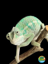 Load image into Gallery viewer, AMBILOBE Panther Chameleon: (E19)