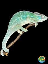 Load image into Gallery viewer, AMBILOBE Panther Chameleon: (E28)