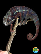 Load image into Gallery viewer, AMBANJA Panther Chameleon: (E15)