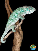 Load image into Gallery viewer, AMBILOBE Panther Chameleon: (E29)