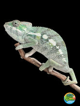 Load image into Gallery viewer, SAMBAVA Panther Chameleon: (E5)