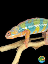 Load image into Gallery viewer, AMBILOBE Panther Chameleon: (J5)
