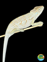 Load image into Gallery viewer, AMBANJA FEMALE Panther Chameleon: đș (R5)