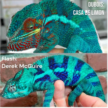 Load image into Gallery viewer, AMBANJA FEMALE Panther Chameleon: đș (R5)
