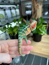 Load image into Gallery viewer, Ambilobe male: Sam x Georgia (R1)