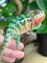 Load image into Gallery viewer, Ambilobe male: Sam x Georgia (R1)