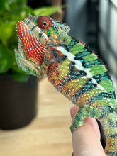 Load image into Gallery viewer, Ambilobe male: Sam x Georgia (R1)