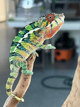 Load image into Gallery viewer, Ambilobe male: Sam x Georgia (R1)