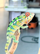 Load image into Gallery viewer, Ambilobe male: Sam x Georgia (R1)
