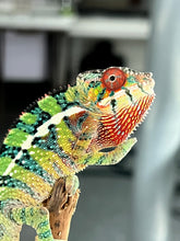 Load image into Gallery viewer, Ambilobe male: Sam x Georgia (R1)