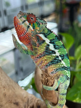 Load image into Gallery viewer, Ambilobe male: Sam x Georgia (R1)
