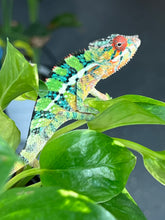 Load image into Gallery viewer, Ambilobe male: Sam x Georgia (R1)