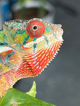 Load image into Gallery viewer, Ambilobe male: Sam x Georgia (R1)
