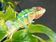 Load image into Gallery viewer, Ambilobe male: Sam x Georgia (R1)