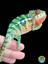 Load image into Gallery viewer, Ambilobe male: Sam x Georgia (R1)