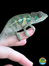Load image into Gallery viewer, Ambilobe male: Flash x Rocky (R2)