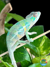 Load image into Gallery viewer, Ambilobe male: Flash x Rocky (R6)