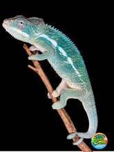Load image into Gallery viewer, SURPRISE! Panther Chameleon: (E24)