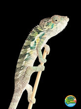 Load image into Gallery viewer, Ambilobe male: Flash x Rocky (R7)