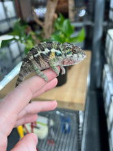 Load image into Gallery viewer, Ambilobe male: Flash x Rocky (R9)