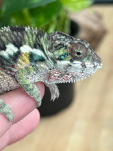 Load image into Gallery viewer, Ambilobe male: Flash x Rocky (R9)