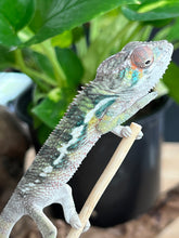 Load image into Gallery viewer, Ambilobe male: Flash x Rocky (R9)