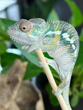Load image into Gallery viewer, Ambilobe male: Flash x Rocky (R9)