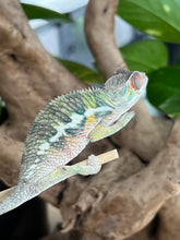 Load image into Gallery viewer, Ambilobe male: Flash x Rocky (R9)