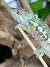 Load image into Gallery viewer, Ambilobe male: Flash x Rocky (R9)