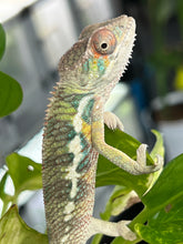 Load image into Gallery viewer, Ambilobe male: Flash x Rocky (R9)