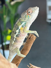 Load image into Gallery viewer, Ambilobe male: Flash x Rocky (R9)
