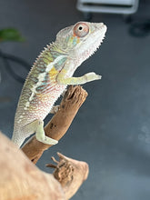 Load image into Gallery viewer, Ambilobe male: Flash x Rocky (R9)