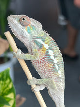 Load image into Gallery viewer, Ambilobe male: Flash x Rocky (R9)