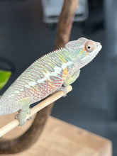 Load image into Gallery viewer, Ambilobe male: Flash x Rocky (R9)