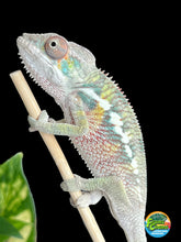 Load image into Gallery viewer, Ambilobe male: Flash x Rocky (R9)