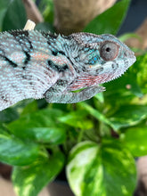 Load image into Gallery viewer, Ambilobe FEMALE: đș (S2)