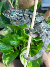 Load image into Gallery viewer, Ambilobe FEMALE: đș (S2)
