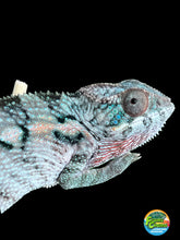 Load image into Gallery viewer, Ambilobe FEMALE: đș (S2)