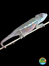 Load image into Gallery viewer, Ambilobe male: Flash x Rocky (J6)
