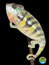 Load image into Gallery viewer, SAMBAVA Panther Chameleon: (E11)